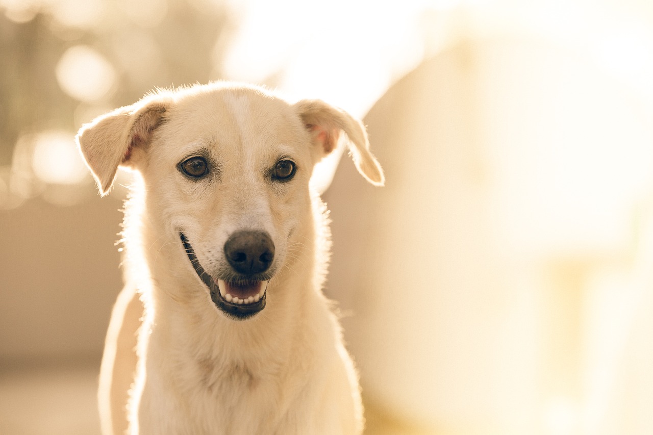 How to Help Your Dog Overcome Fear of Large Objects